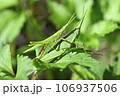 オンブバッタ 106937506