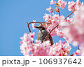 青空と桜とツグミ 青空と桜とツグミ 106937642