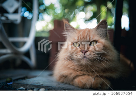 Cute brown Persian cat lying on floor outdoor, pet and animal Cute brown Persian cat lying on floor outdoor, pet and animal 106937654