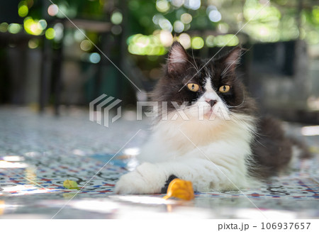 Cute Black and white Persian cat siting on floor and look at camera, pet and animal Cute Black and white Persian cat siting on floor and look at camera, pet and animal 106937657