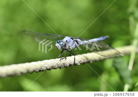 シオカラトンボ 106937658