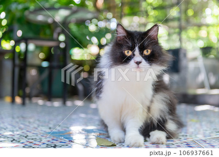 Cute Black and white Persian cat siting on floor and look at camera, pet and animal 106937661