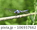 シオカラトンボ 106937662