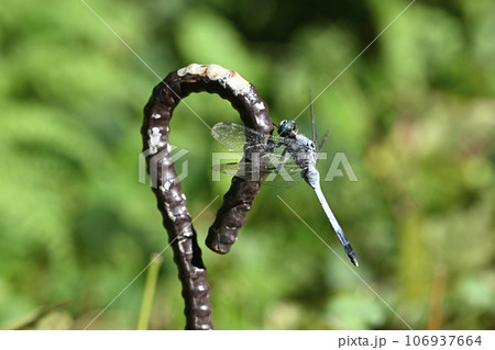 シオカラトンボ 106937664