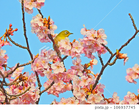 河津桜にとまる白いアイリングの可愛い野鳥メジロ 河津桜にとまる白いアイリングの可愛い野鳥メジロ 106937745