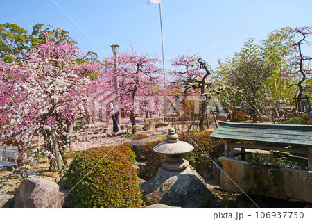 山口県の防府天満宮の境内に咲く美しい梅の花 山口県の防府天満宮の境内に咲く美しい梅の花 106937750