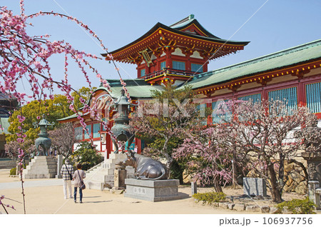 山口県の防府天満宮朱塗りの楼門と美しく咲く梅の花 106937756
