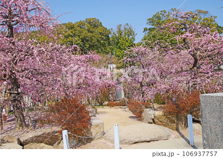 山口県の防府天満宮境内に咲く美しい梅の花 山口県の防府天満宮境内に咲く美しい梅の花 106937757