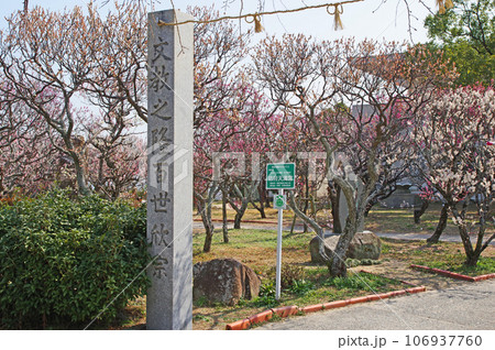 山口県の防府天満宮境内にある梅園に咲く美しい花 106937760