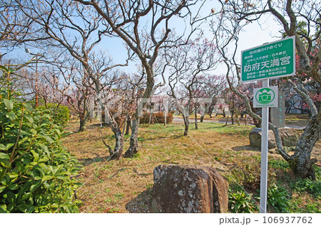 山口県の防府天満宮境内にある美しい花が咲く梅園 山口県の防府天満宮境内にある美しい花が咲く梅園 106937762
