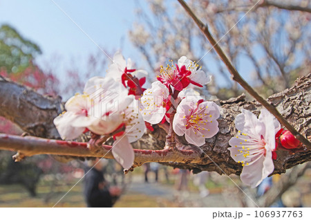 白い花びらに赤いガクの美しい梅の花 106937763