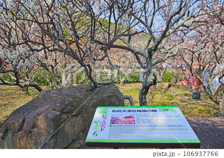 山口県の防府天満宮境内にある美しい花が咲く梅園 106937766