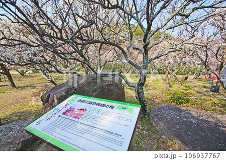山口県の防府天満宮境内にある美しい花が咲く梅園 106937767