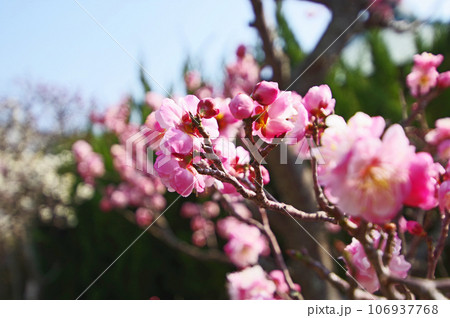 早春に咲いたかわいいピンクの梅の花 早春に咲いたかわいいピンクの梅の花 106937768