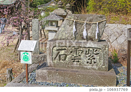 梅の名所山口県の防府天満宮境内にある紫雲石 106937769