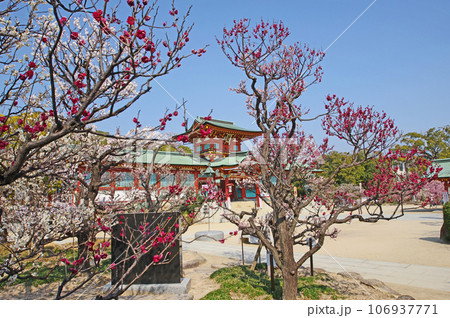 山口県の防府天満宮朱塗りの楼門と美しい梅の花 106937771