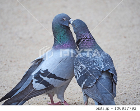 嘴を寄せ合う仲良しのハト二羽 嘴を寄せ合う仲良しのハト二羽 106937792