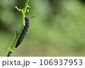 セスジスズメ（幼虫） 106937953
