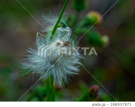 綿毛のついたキク科ベニバナボロギクの花 106937971