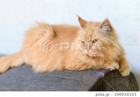 Cute brown Persian cat lying on log, pet and animal Cute brown Persian cat lying on log, pet and animal 106938103