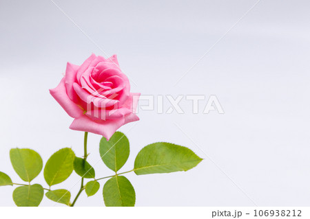 ピンクのバラ（縦） 106938212