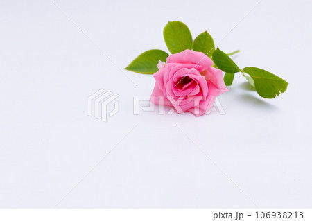 ピンクのバラ（横） 106938213