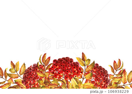 Autumn mountain ash, banner. The watercolor is hand-drawn. Artistic, color, colorized illustration. Isolate. For labels and packages. For example, printed products. For postcards, posters and banners Autumn mountain ash, banner. The watercolor is hand-drawn. Artistic, color, colorized illustration. Isolate. For labels and packages. For example, printed products. For postcards, posters and banners 106938229