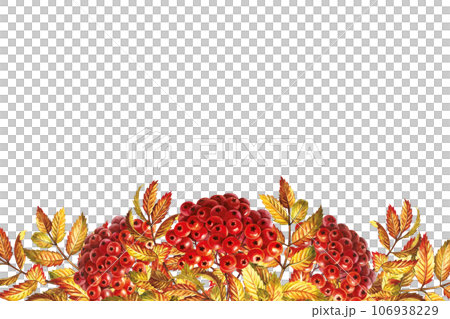 Autumn mountain ash, banner. The watercolor is hand-drawn. Artistic, color, colorized illustration. Isolate. For labels and packages. For example, printed products. For postcards, posters and banners Autumn mountain ash, banner. The watercolor is hand-drawn. Artistic, color, colorized illustration. Isolate. For labels and packages. For example, printed products. For postcards, posters and banners 106938229