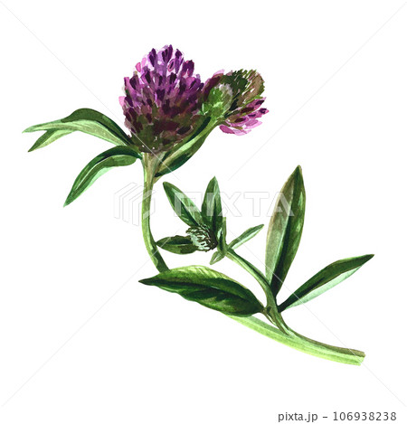 Wild clover flower. Sketch. The watercolor illustration is hand-drawn. For labels, packaging and banners. For textiles, prints and stickers Wild clover flower. Sketch. The watercolor illustration is hand-drawn. For labels, packaging and banners. For textiles, prints and stickers 106938238