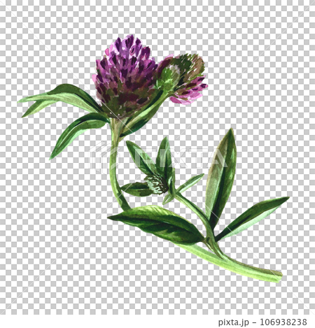 Wild clover flower. Sketch. The watercolor illustration is hand-drawn. For labels, packaging and banners. For textiles, prints and stickers Wild clover flower. Sketch. The watercolor illustration is hand-drawn. For labels, packaging and banners. For textiles, prints and stickers 106938238