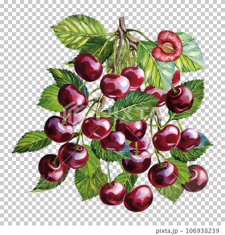 A branch with cherry fruits. Juicy ripe fresh fruit. The watercolor illustration is hand-drawn. Isolated. For labels, packaging and banners. For textiles, prints and stickers. For menus, cards 106938239
