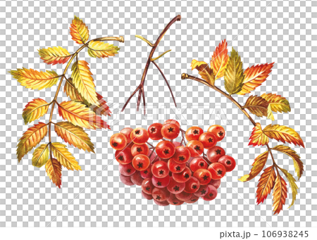 A set of elements of autumn mountain ash. fruits, leaves and a branch. The watercolor is hand-drawn. Artistic, color, colorized illustration. Isolate. For composing decorations, labels, packages A set of elements of autumn mountain ash. fruits, leaves and a branch. The watercolor is hand-drawn. Artistic, color, colorized illustration. Isolate. For composing decorations, labels, packages 106938245