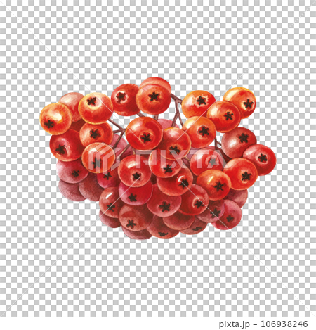 Autumn mountain ash. Rowan fruits. The watercolor is hand-drawn. Artistic, color, colorized illustration. Isolate. For labels, packages. For calendars, printed products. For sticker, poster and banner Autumn mountain ash. Rowan fruits. The watercolor is hand-drawn. Artistic, color, colorized illustration. Isolate. For labels, packages. For calendars, printed products. For sticker, poster and banner 106938246