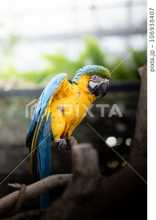 たたずむルリコンゴウインコ 106938407