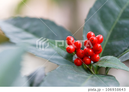 センリョウの赤い実 106938643