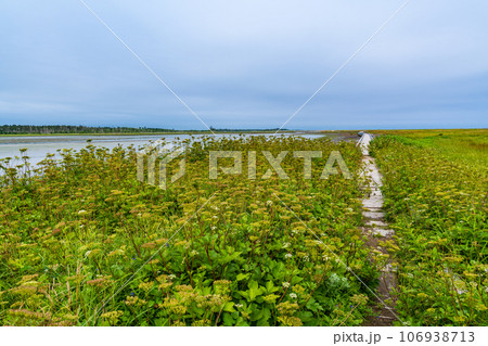 (北海道)夏の風蓮湖・春国岱 (北海道)夏の風蓮湖・春国岱 106938713