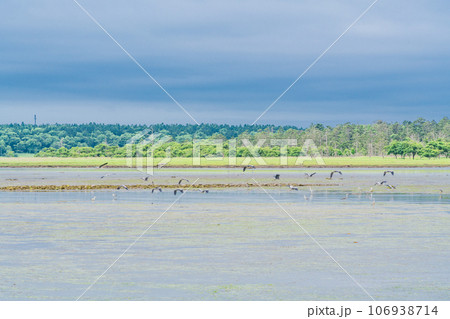 （北海道）夏の風蓮湖・春国岱 106938714