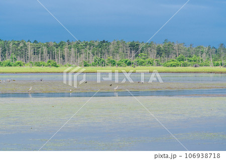 （北海道）夏の風蓮湖・春国岱 106938718