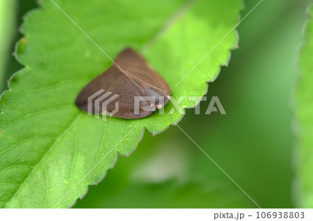 アミガサハゴロモの外来種 106938803