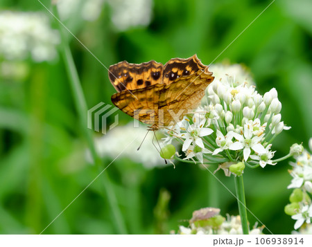 キタテハ 106938914