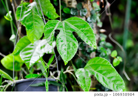 passion fruit plant, Passiflora edulis or Passionfruit or Maracuja leaf and rain drop passion fruit plant, Passiflora edulis or Passionfruit or Maracuja leaf and rain drop 106938984