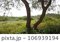 beautiful greenery and neem trees in pakistan 106939194