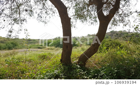 beautiful greenery and neem trees in pakistan beautiful greenery and neem trees in pakistan 106939194