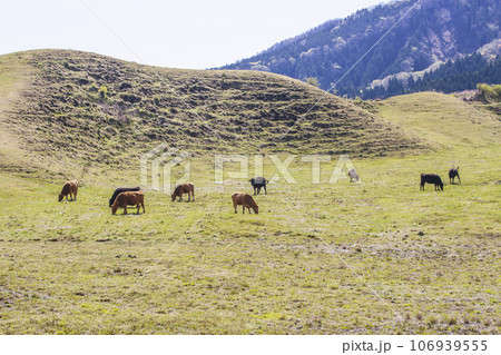 草原で草を食べる牛　放牧されているあか牛　イメージ素材 106939555