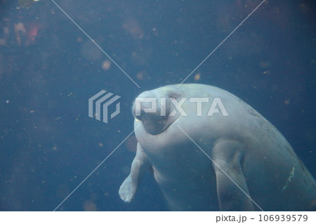 manatee 106939579