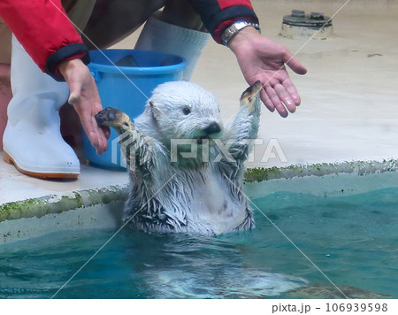 sea ​​otter5 106939598