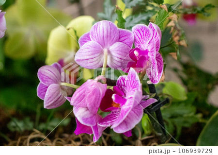 Pinkish purple full blooming flowers on plant Pinkish purple full blooming flowers on plant 106939729