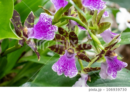 Beautiful orchids live plant purple and red 106939730