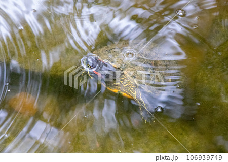 Turtles exhibit in water at Reptile Garden Tortuga Falls Rapid City South Dakota 106939749