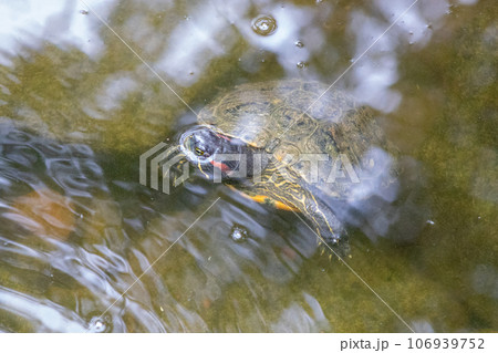 Turtles exhibit in water at Reptile Garden Tortuga Falls Rapid City South Dakota 106939752
